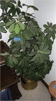 Decorative plant