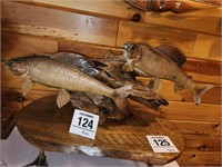 Mounted fish 27" w