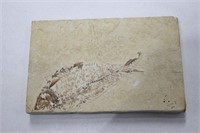 FOSSILIZED FISH FOSSIL