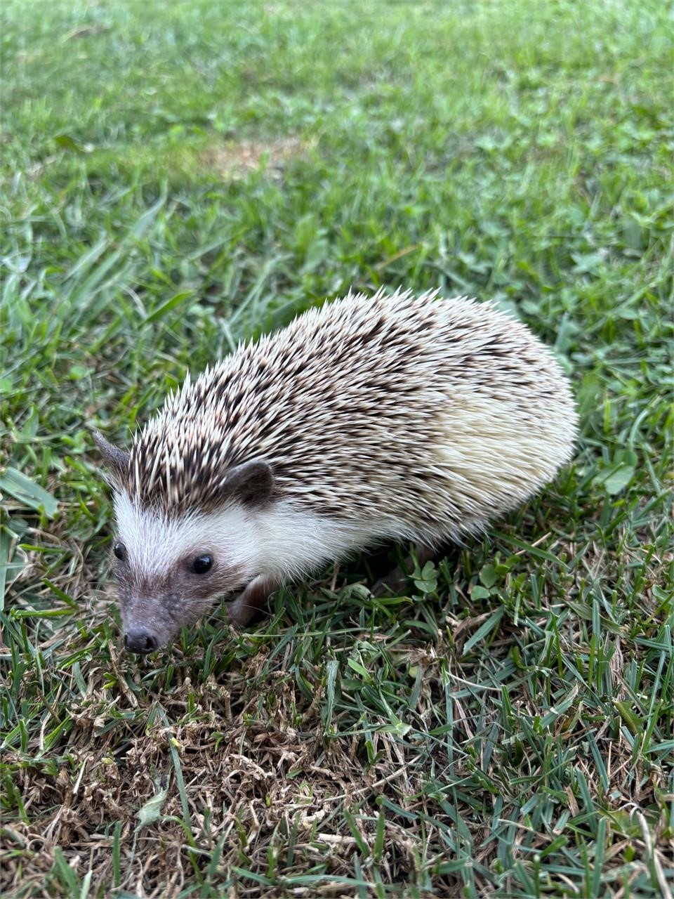 SPOTTED Hedgehog Female