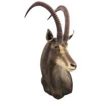 African Sable Antelope Trophy Shoulder Mount