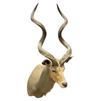 African Greater Kudu Trophy Shoulder Mount