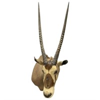 African Oryx Antelope Trophy Shoulder Mount