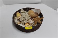 Variety of Starfish, White Coral and Sea Shells in