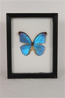 MUSEUM QUALITY IRIDESCENT BUTTERFLY SPECIMEN
