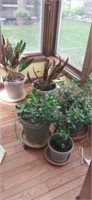 Lot with house plants