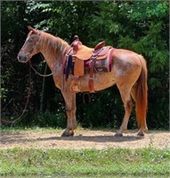 BUFFY 9 YO ROAN MARE