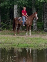 12 YO GELDING