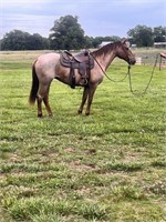 MADDIE 7 YO MARE