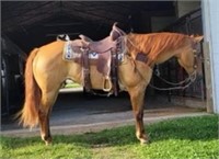 LADY 12 YO RED DUN MARE