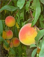 (52) Dr. Davis Peach Trees on Lovell Certified