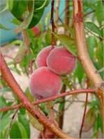 (50) 1/4" Red Top Peach Trees on Lovell Certified