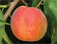 (44) 5/16" Glohaven Peach Trees on Lovell Certifie