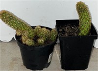 Lady Finger Cactus 6” Tall (2 in lot)