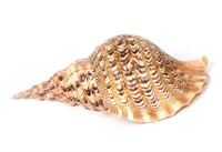 Fifteen Inch Long Triton Sea Shell, Charonia Trito