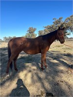 (VIC) CANDY - THOROUGHBRED MARE