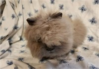 Doe#3-Lionhead Rabbit-from show stock