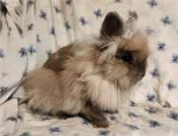 Doe-Lionhead Rabbit-from show stock