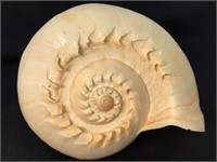 Melo Melo "Indian Volute" Shell