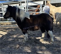 "Cookie" 2013 Shetland Gelding