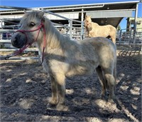 "Penny" Approx. 2019 Shetland Mare