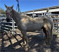 Aged SH Gelding