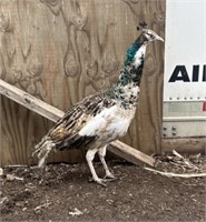 Male-Black Shoulder Silver Pied Split BS Peacock23