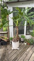 Tree philodendron and planter