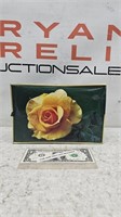 The Rose Brandy Box, Made in Italy, Yellow with