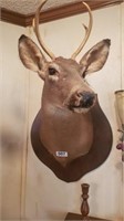 DEER MOUNT