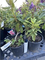 4 Lots of 1 ea 1 Gal Neon Zembia Rhododendron