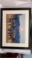 Zebra picture 42”x32”
