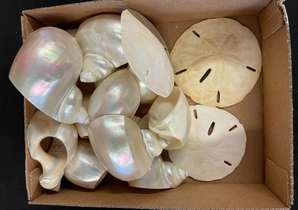 Sand Dollars and more ( NO SHIPPING)