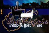 SV Club Lambs & Southdowns X Bred Yearling Ram