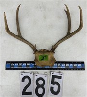 Deer Rack 9 point