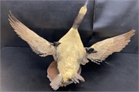 Mounted Water Fowl Taxidermy