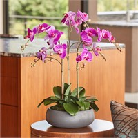 Faux 24 Phalaenopsis Orchid