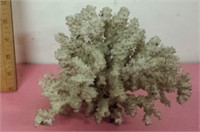 Piece of Coral