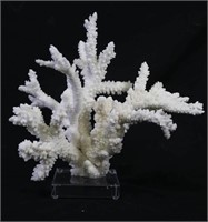 WHITE CORAL ON LUCITE BASE