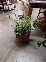 Live plant in terracotta pot