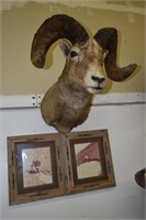 Rocky Mountain Bighorn Sheep Mount