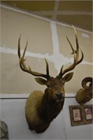 6 Point Bull Elk Shoulder Mount