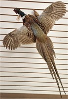 Flying Pheasant Full Body Mount
