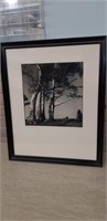 1952 Framed PEI Birch Tree original photo 21.5 x