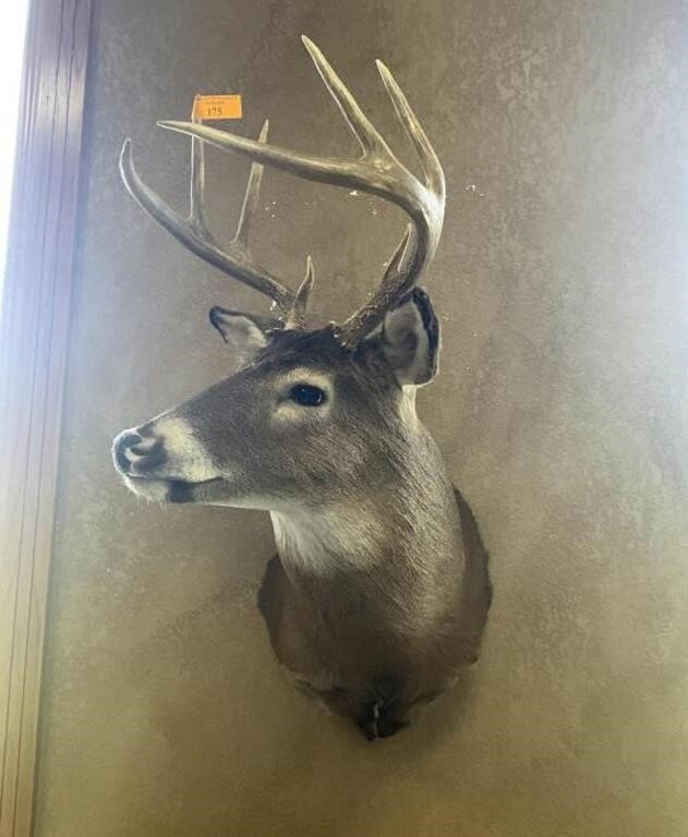 Mounts, Antlers, Beer Signs, & More