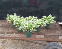 6 White & Green Patriot Hosta Plants