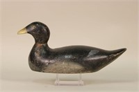 Evans Coot Duck Decoy, Ladysmith, WI, Glass Eyes,