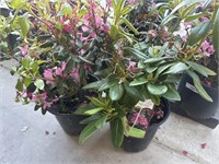 2 Lot of 1 ea  Rhododendron Bushes 2 Gal