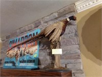 Ringneck Stand Mounted Pheasant, 1986