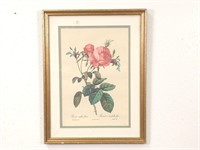 Framed Rose Print 13" x 17"